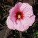 Hibiscus moscheutos Pink Candy